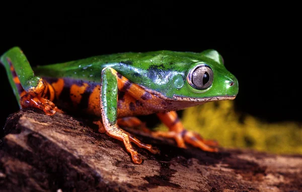 Tiger Leg Tree Frog — Stock Photo, Image