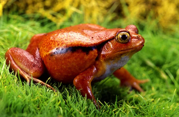 Tomato Frog — Stock Photo, Image