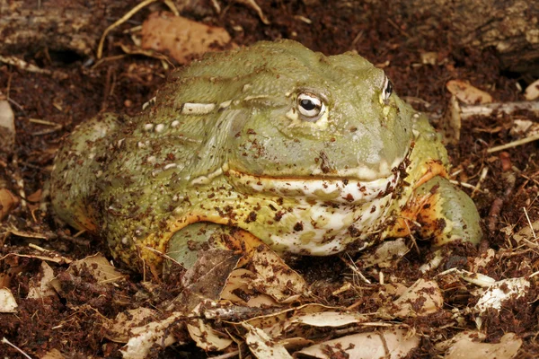 アフリカウシガエル. — ストック写真