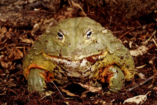 African Bullfrog. — Stock Photo, Image