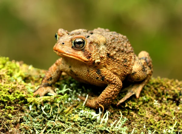 Toad. — Stock Photo, Image