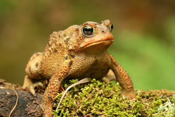 Toad. — Stock Photo, Image