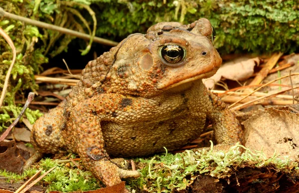 Toad. — Stock Photo, Image