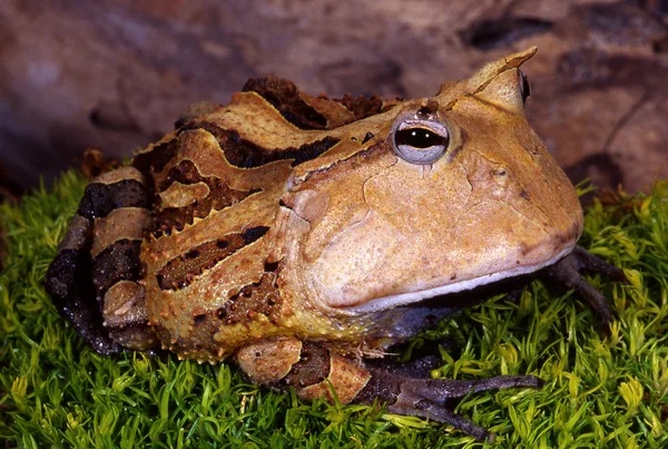 Gehoornde kikker — Stockfoto