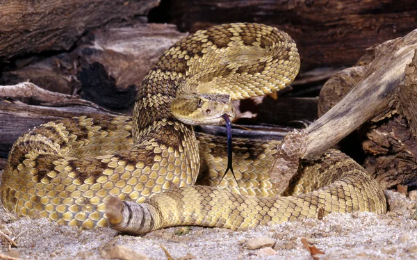 Mojave serpiente de cascabel . Imagen de stock