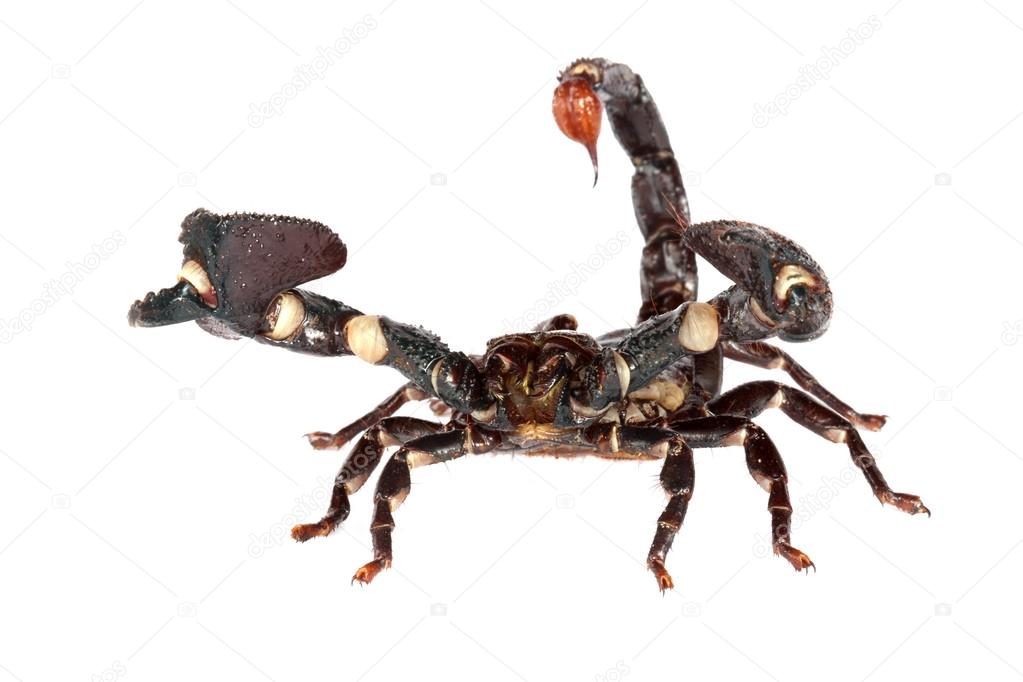   Emporer Scorpion 