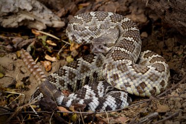 çıngıraklı yılan saldırmaya dolandı.