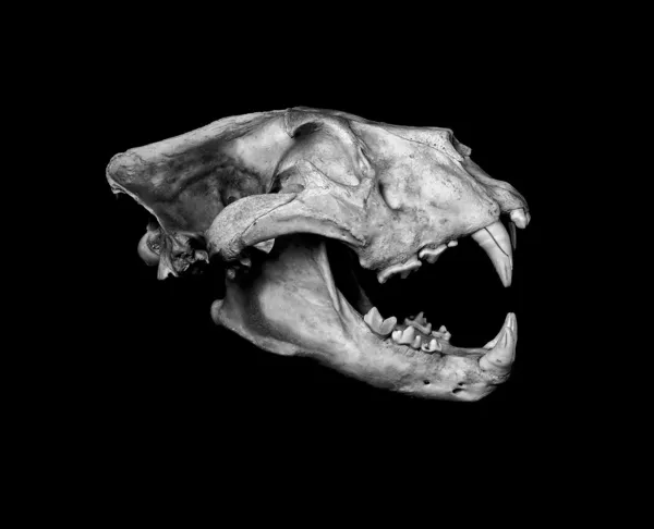 Cráneo de León Africano (Pantera leo ). —  Fotos de Stock