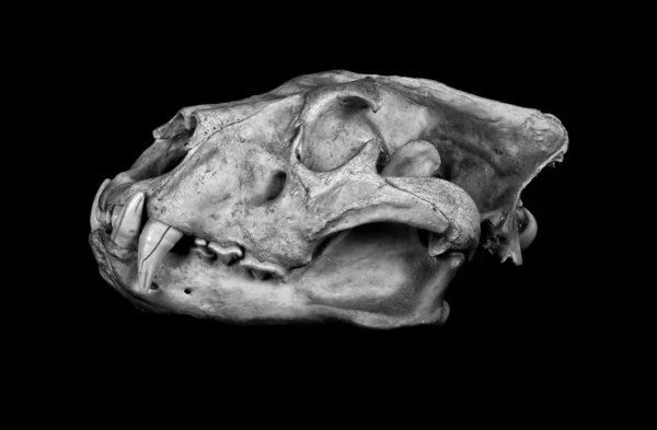 African Lion Skull (Pantera leo). — Stock Photo, Image