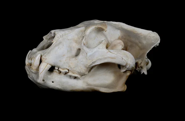 African Lion Skull (Pantera leo). — Stock Photo, Image