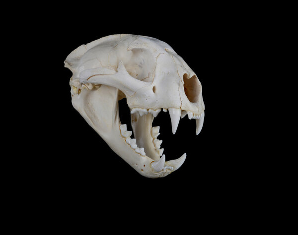 Cougar Skull