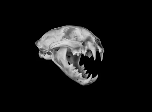 Bobcat Skull — Stock Photo, Image