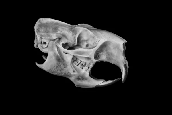 Porcupine Skull — Stock Photo, Image
