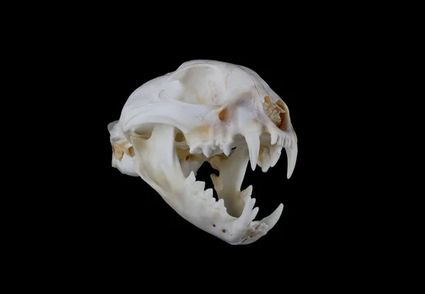 Cráneo de Bobcat —  Fotos de Stock