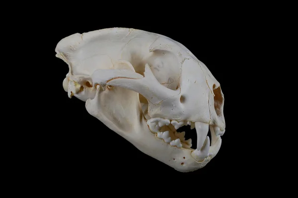 Cougar Skull — Stock Photo, Image