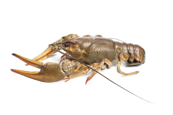 Alive crawfish on white background — Stock Photo, Image