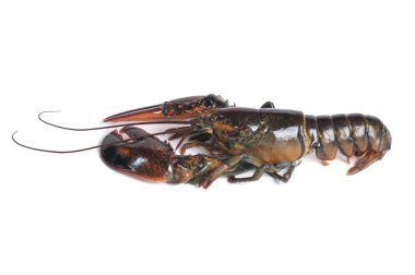 beyaz zemin üzerinde canlı ıstakoz