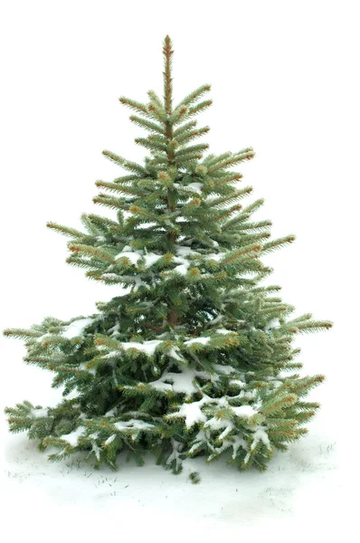 Drzewo futro na białym tle Obraz Stockowy
