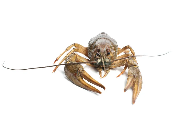 Alive crawfish on white background — Stock Photo, Image