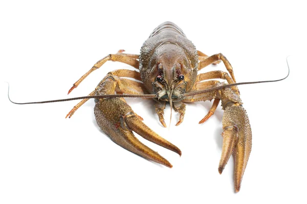 Alive crawfish on white background — Stock Photo, Image