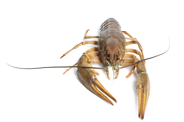 Alive crawfish on white background — Stock Photo, Image