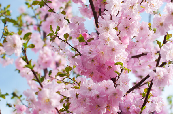 Beautiful pink flowers Almonds trilobate (Louiseania triloba blo