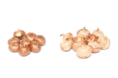 Crocus tommasinianus barr