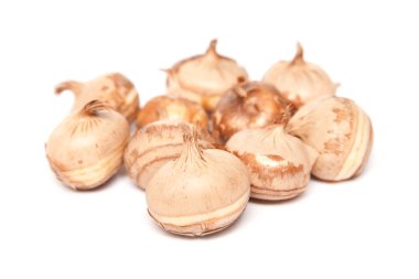 Crocus speciosus boşuna ampuller üzerinde beyaz izole özledim