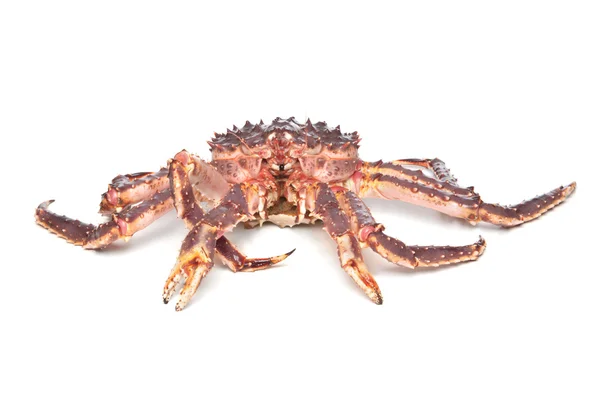 Rå Kamtjatka krabba isolerade på vit bakgrund — Stockfoto