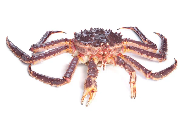 Crabe kamchatka cru isolé sur fond blanc — Photo