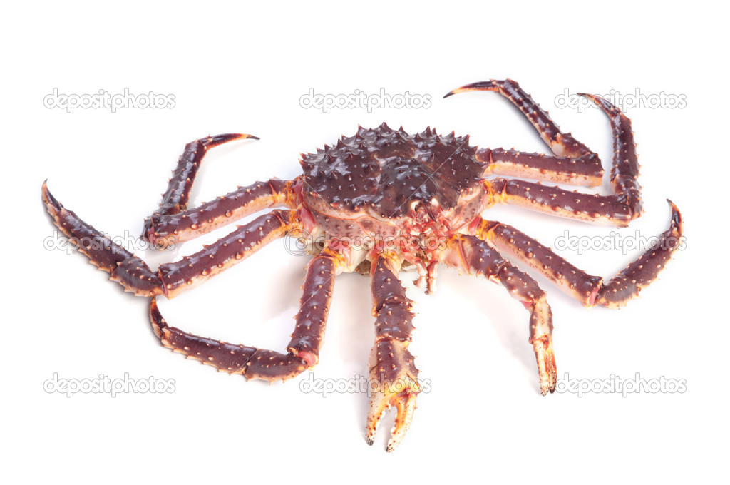 Raw kamchatka crab isolated on white background