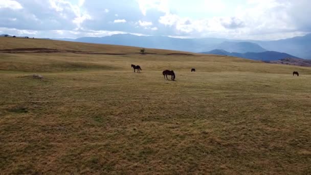 Panoramic view of dry pastures in the mountains where horses grazing — Stock Video