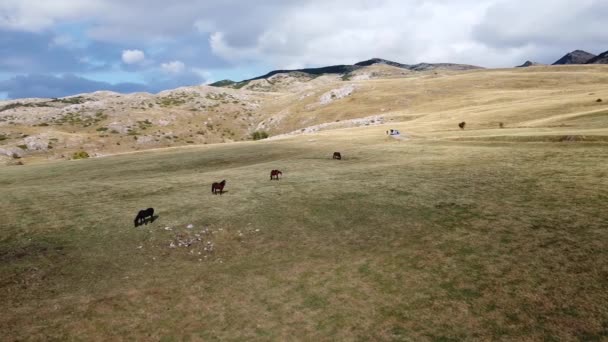 Vista de zangão da área montanhosa com cavalos pastando em pasto — Vídeo de Stock