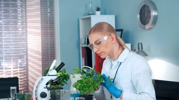 Ricercatrice femminile in cerca di piante sotto lente d'ingrandimento — Foto Stock