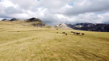 Dağ çayırlarının muhteşem manzarası.