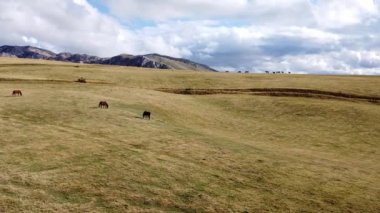 Arkasında kayalar olan dağ çayırlarının panoramik manzarası