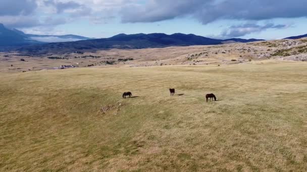 Three dark-coloured horses grazing dried grass on a mountain pasture — Stock Video