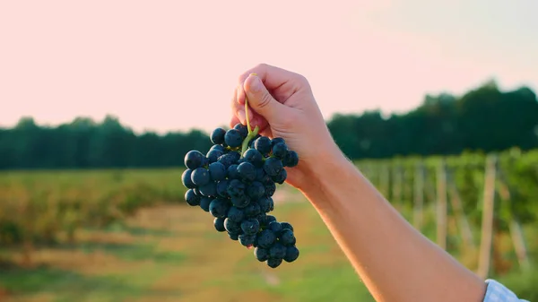 Grandes racimos jugosos de uvas maduras en manos masculinas en el momento de la cosecha para el vino . Fotos De Stock
