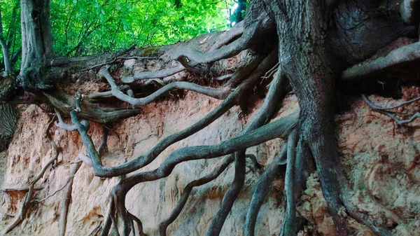 Відкриті коріння дерева в природному неглибокому ярусі Ліцензійні Стокові Зображення