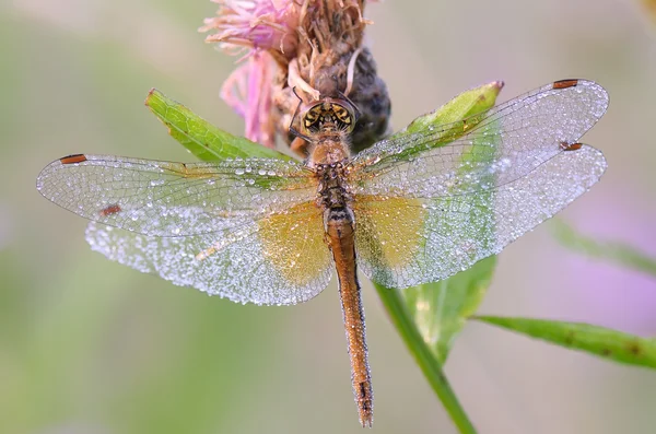 Dragonfly στην δροσιά — Φωτογραφία Αρχείου