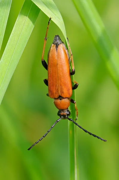 Bug Leptura rubra — Stock Photo, Image