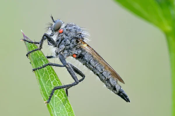 Predatorfly — Stock Photo, Image