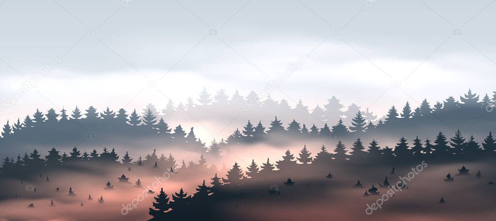 Beautiful coniferous forest with fog at sunset.