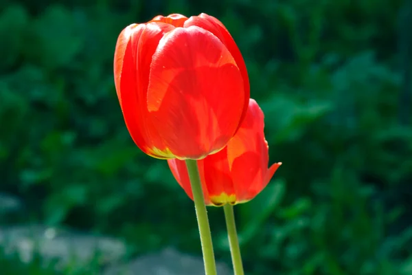 Два красных тюльпана — стоковое фото