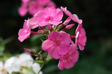 pembe floksa