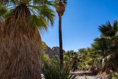 Palm Springs, Kaliforniya 'daki Pushawalla Palmiye Ağaçları