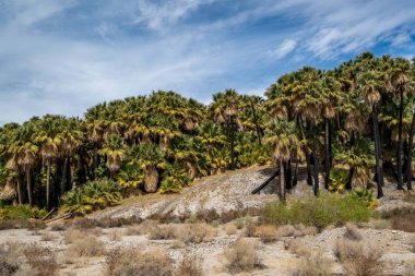 Palm Springs, Kaliforniya 'daki Pushawalla Palmiye Ağaçları