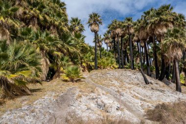 Palm Springs, Kaliforniya 'daki Pushawalla Palmiye Ağaçları