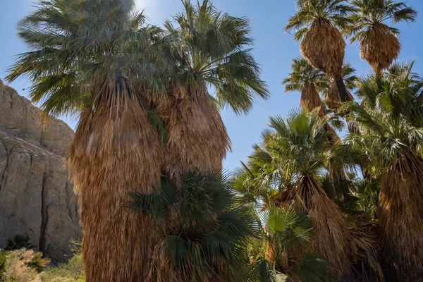 Palmy Pushawalla Palm Springs Kalifornia — Zdjęcie stockowe