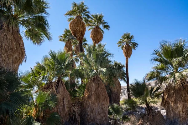 Pushawalla Palm Trees Στο Palm Springs Καλιφόρνια — Φωτογραφία Αρχείου